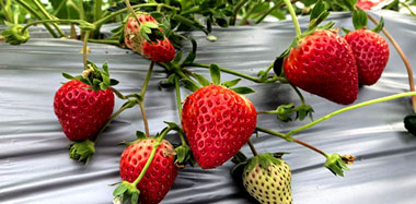 ����Ϫ����������ʵ�ֲ�ݮ���ɣ�